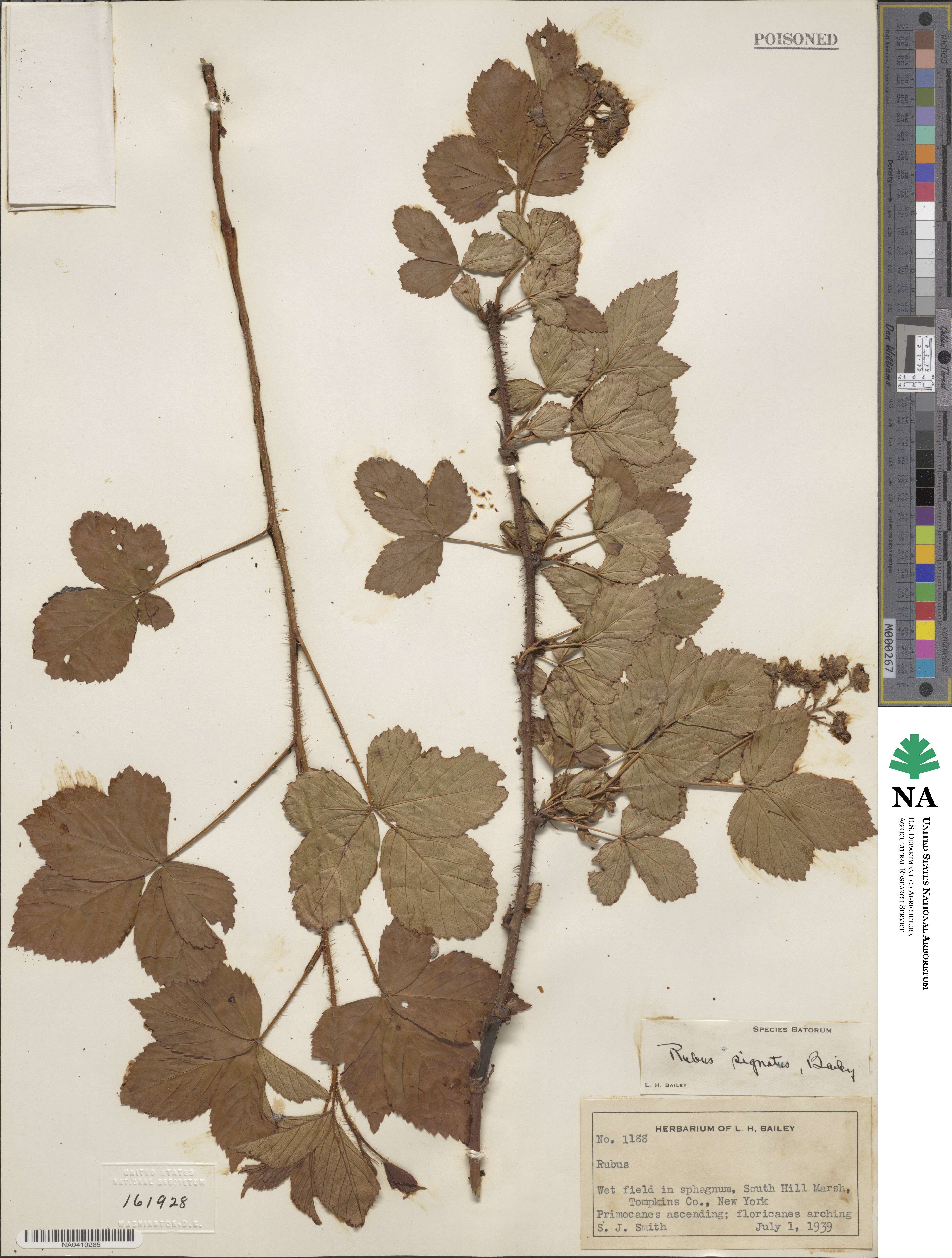 Rubus signatus image