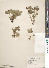 Rubus arcticus image