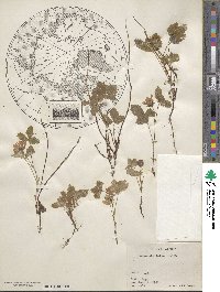 Rubus arcticus subsp. stellatus image