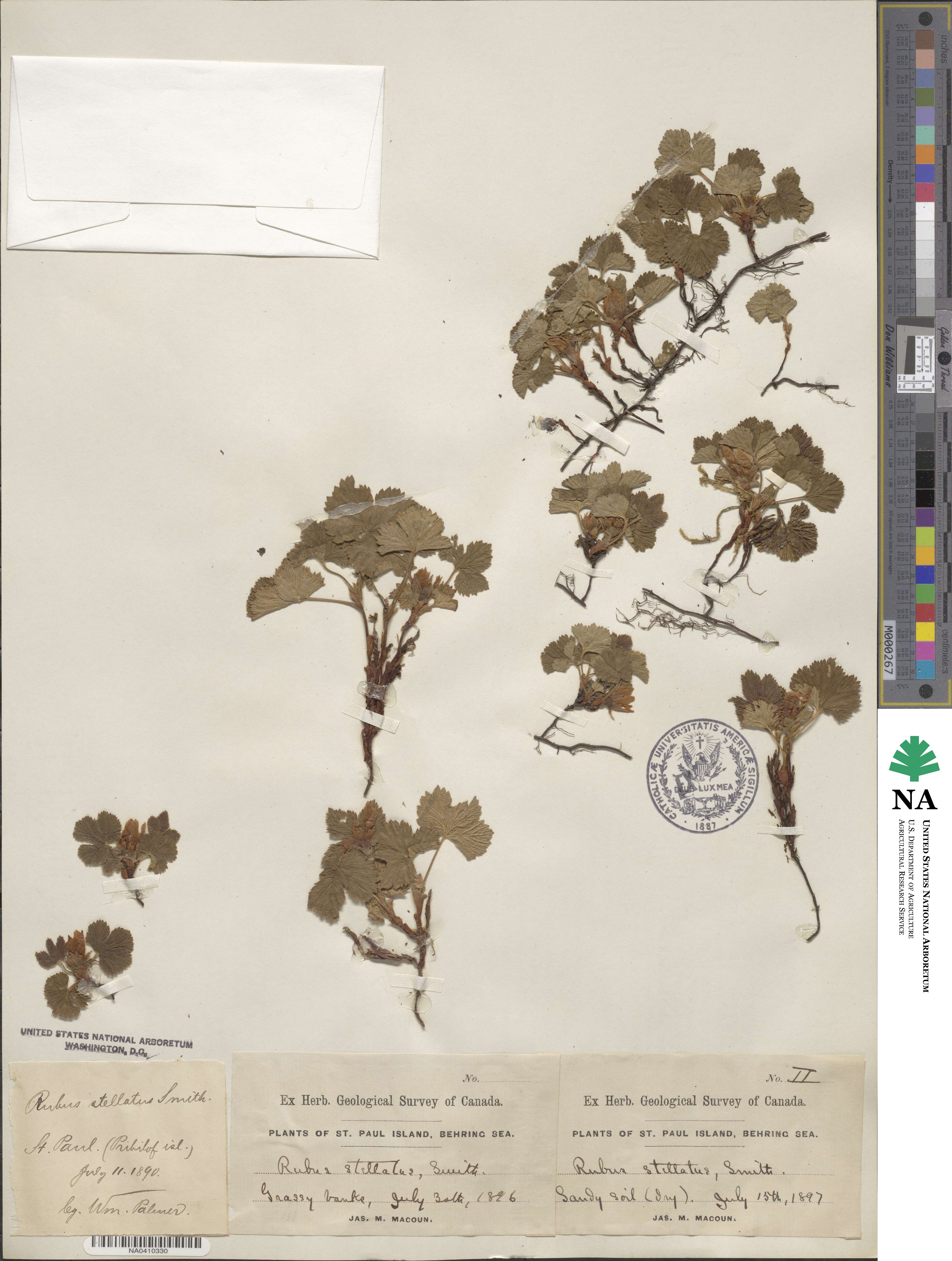 Rubus arcticus image