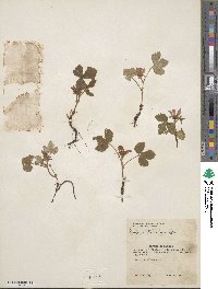 Rubus arcticus subsp. stellatus image