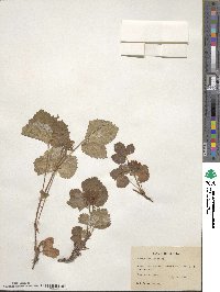 Rubus arcticus image