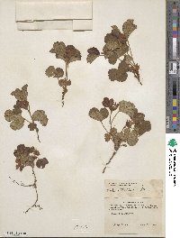 Rubus arcticus subsp. stellatus image