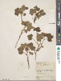 Rubus arcticus image