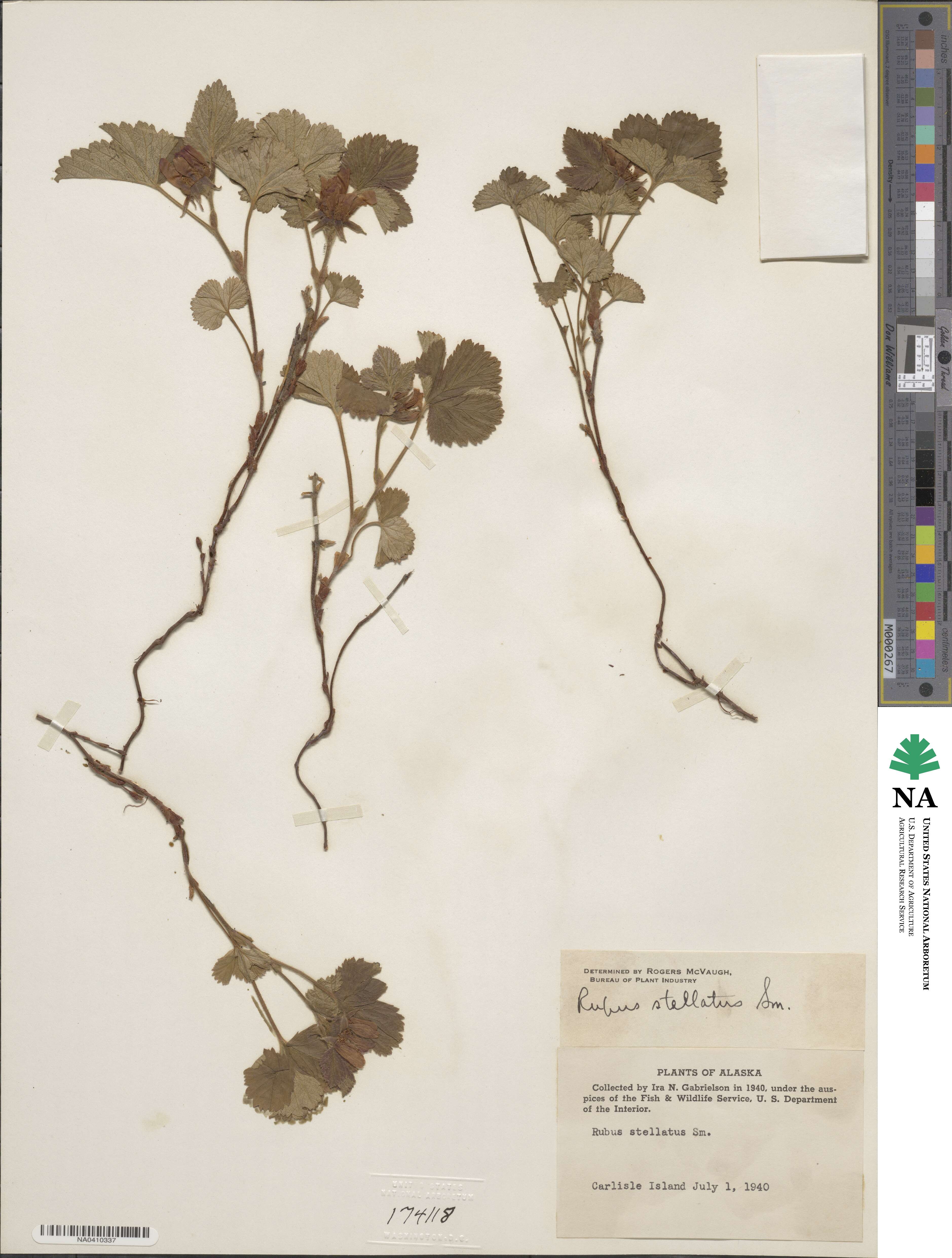 Rubus arcticus image