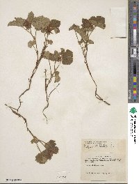 Rubus arcticus subsp. stellatus image