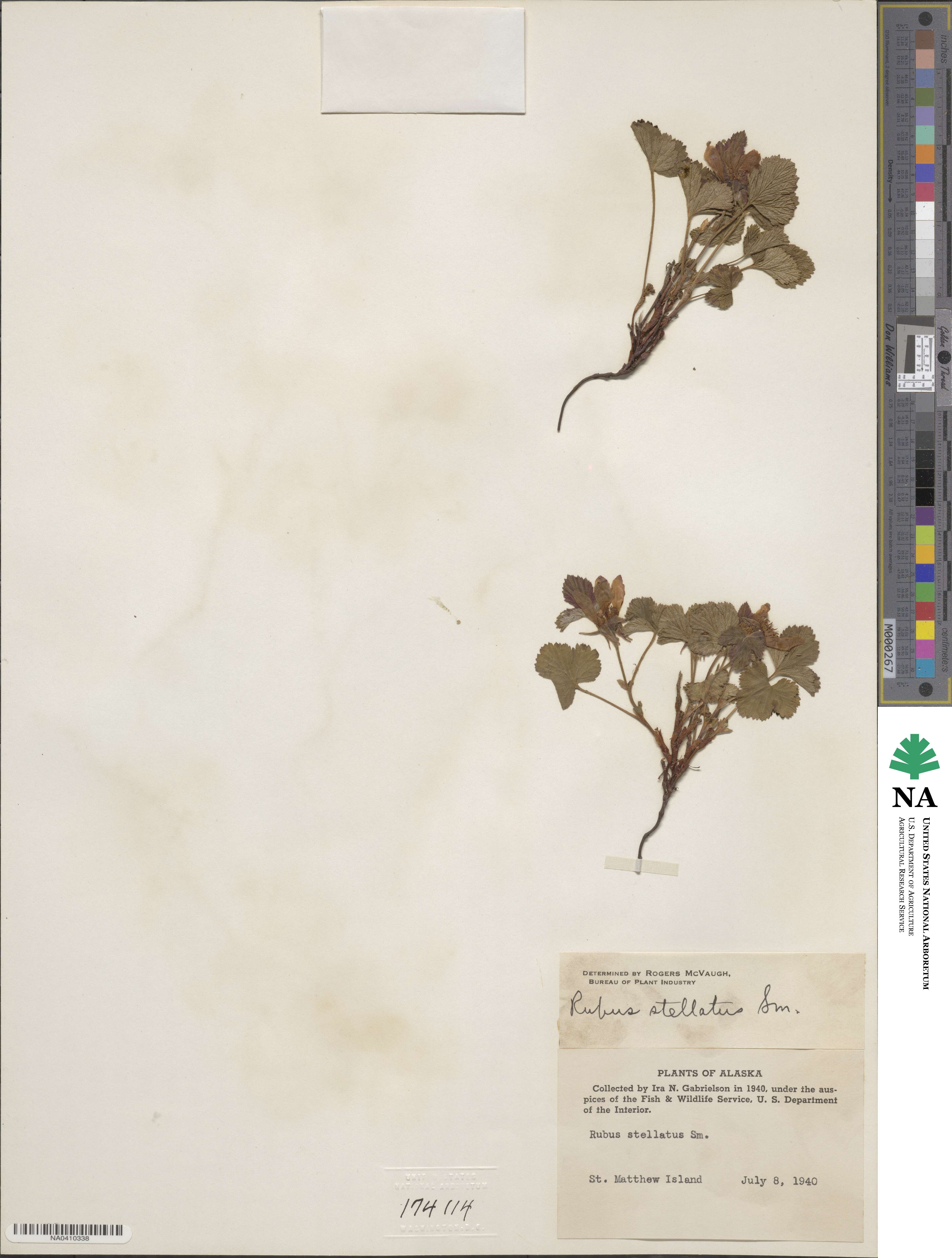 Rubus arcticus subsp. stellatus image