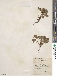 Rubus arcticus image