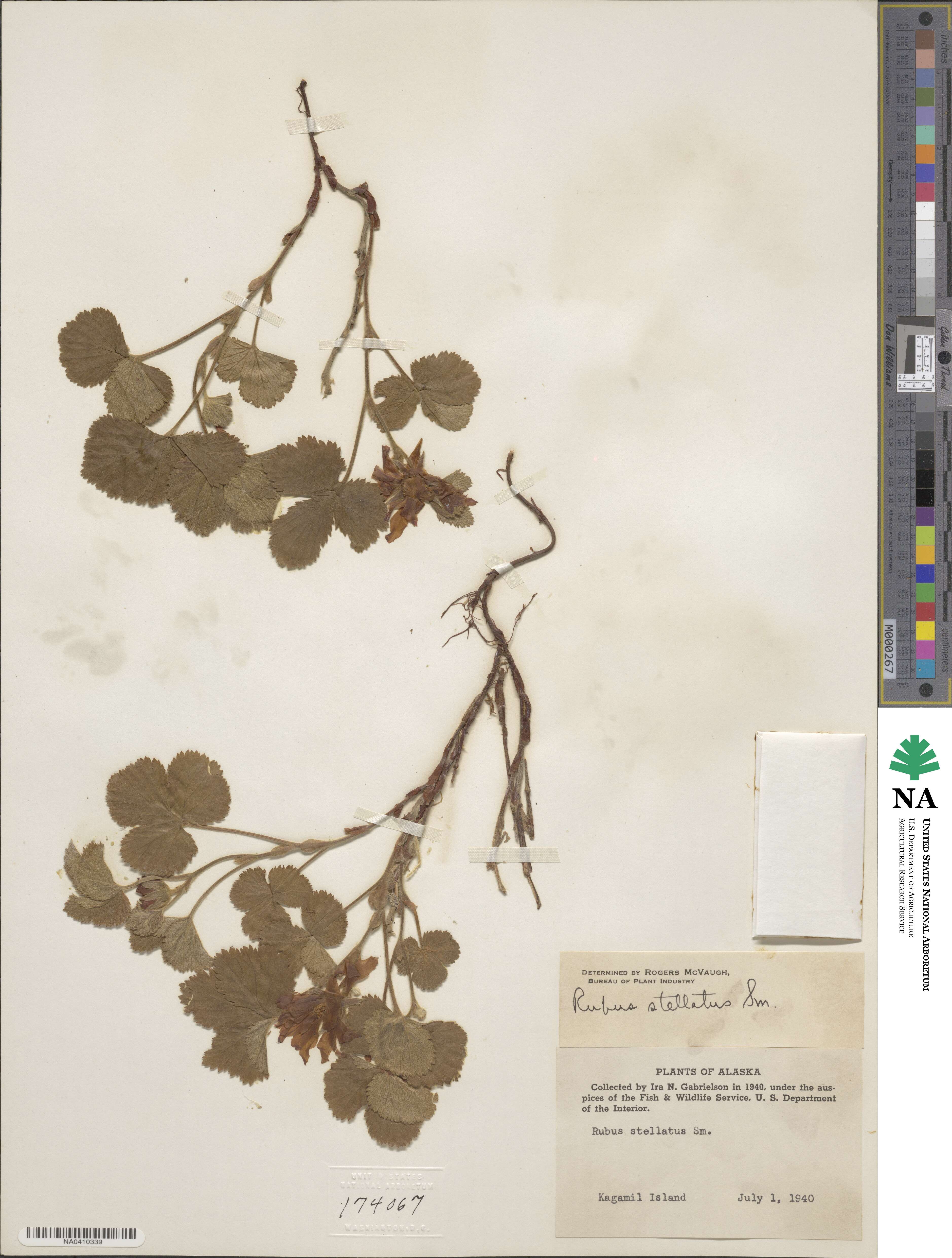 Rubus arcticus image