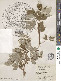 Rubus idaeus subsp. strigosus image