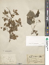 Rubus idaeus image