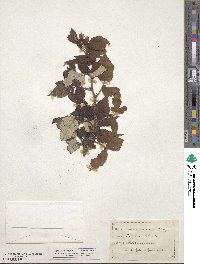 Rubus idaeus subsp. strigosus image