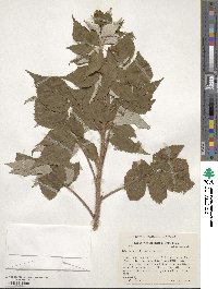 Rubus idaeus subsp. strigosus image