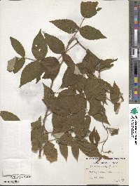 Rubus idaeus subsp. strigosus image