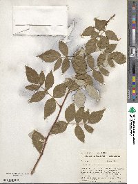 Rubus idaeus image