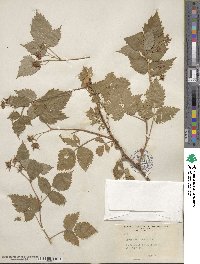 Rubus idaeus image