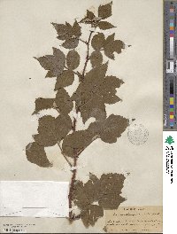 Rubus idaeus image