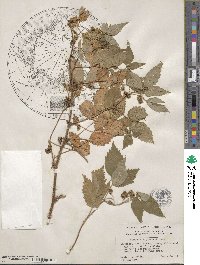 Rubus idaeus image