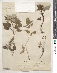 Rubus idaeus image