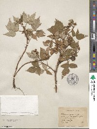 Rubus idaeus image