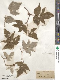 Rubus idaeus subsp. strigosus image