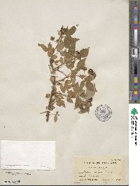 Rubus idaeus subsp. strigosus image