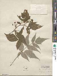 Rubus idaeus image