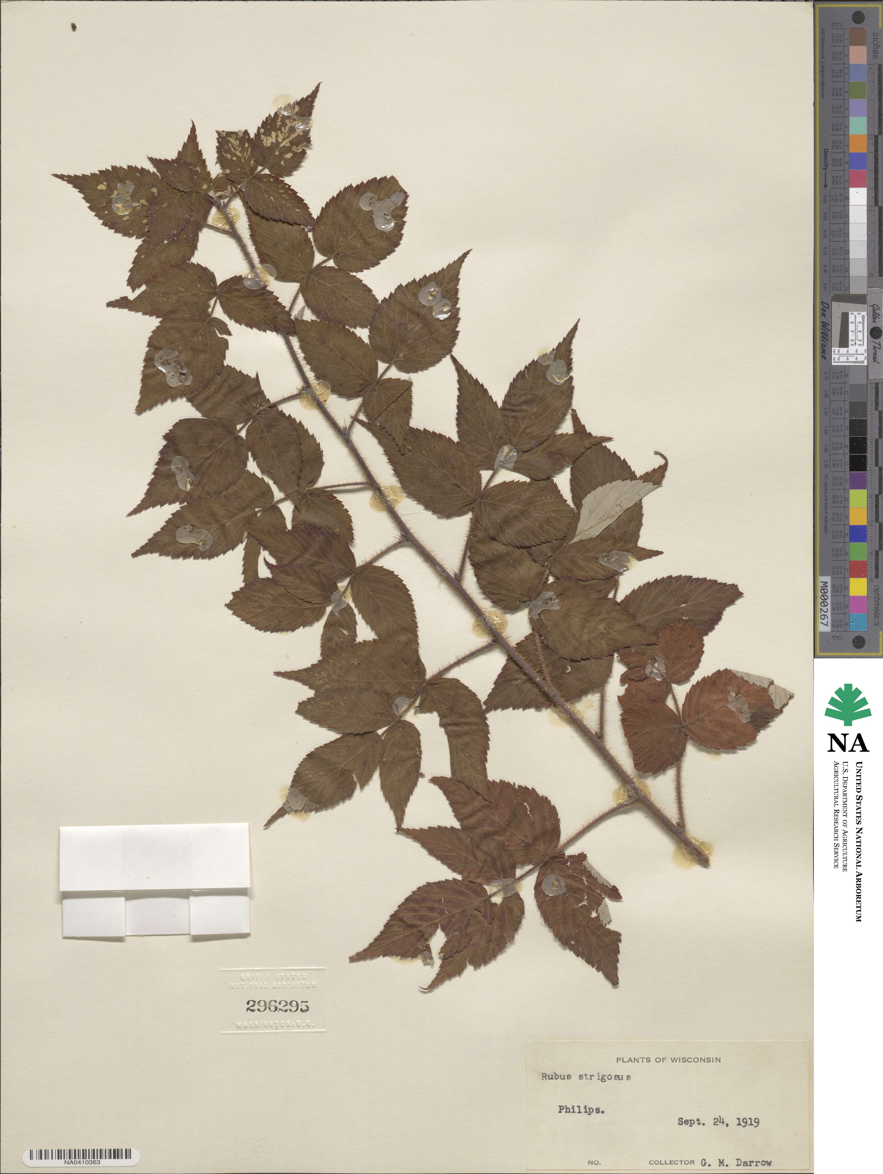 Rubus idaeus image