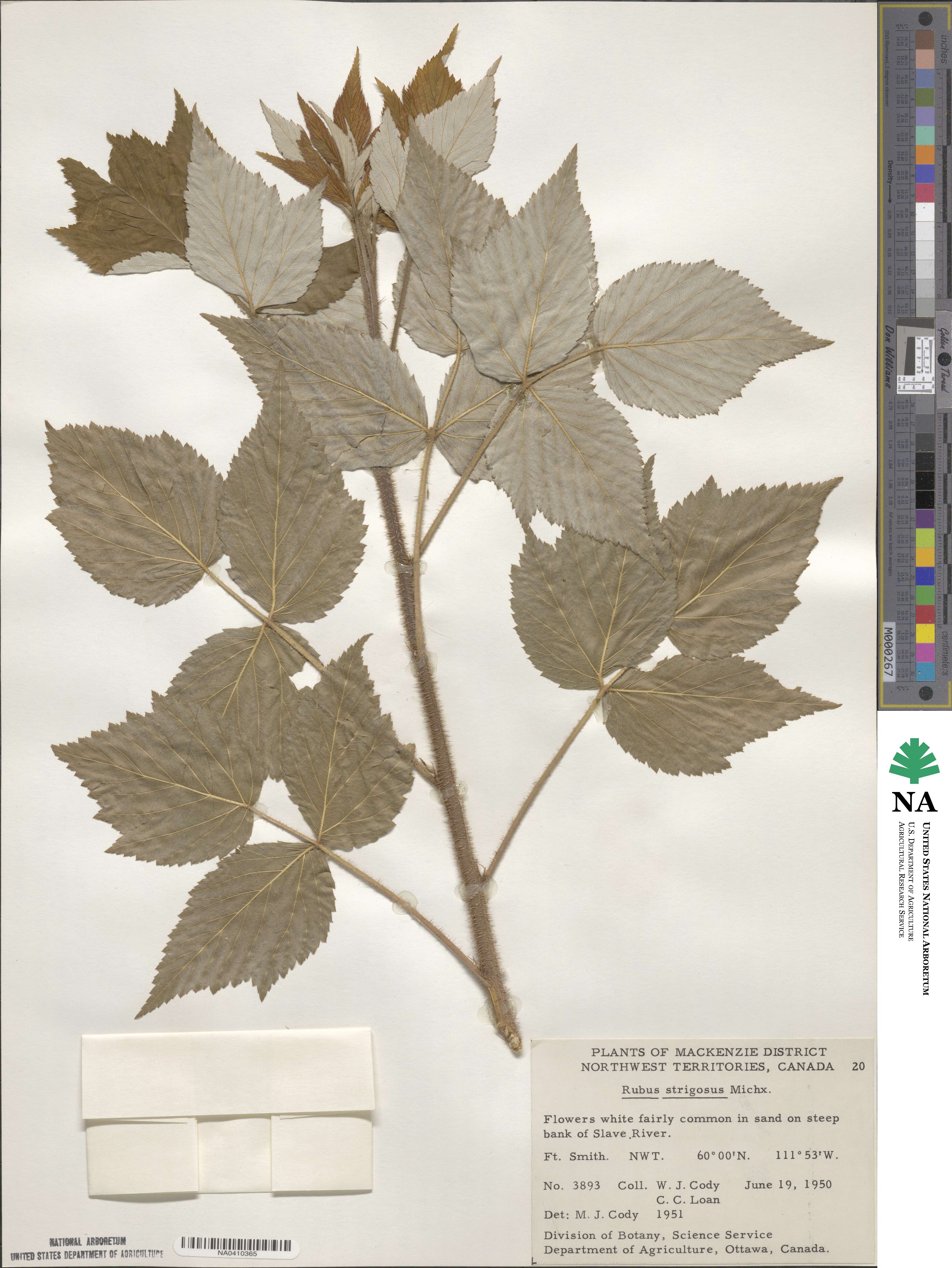 Rubus idaeus image