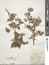 Rubus idaeus subsp. strigosus image