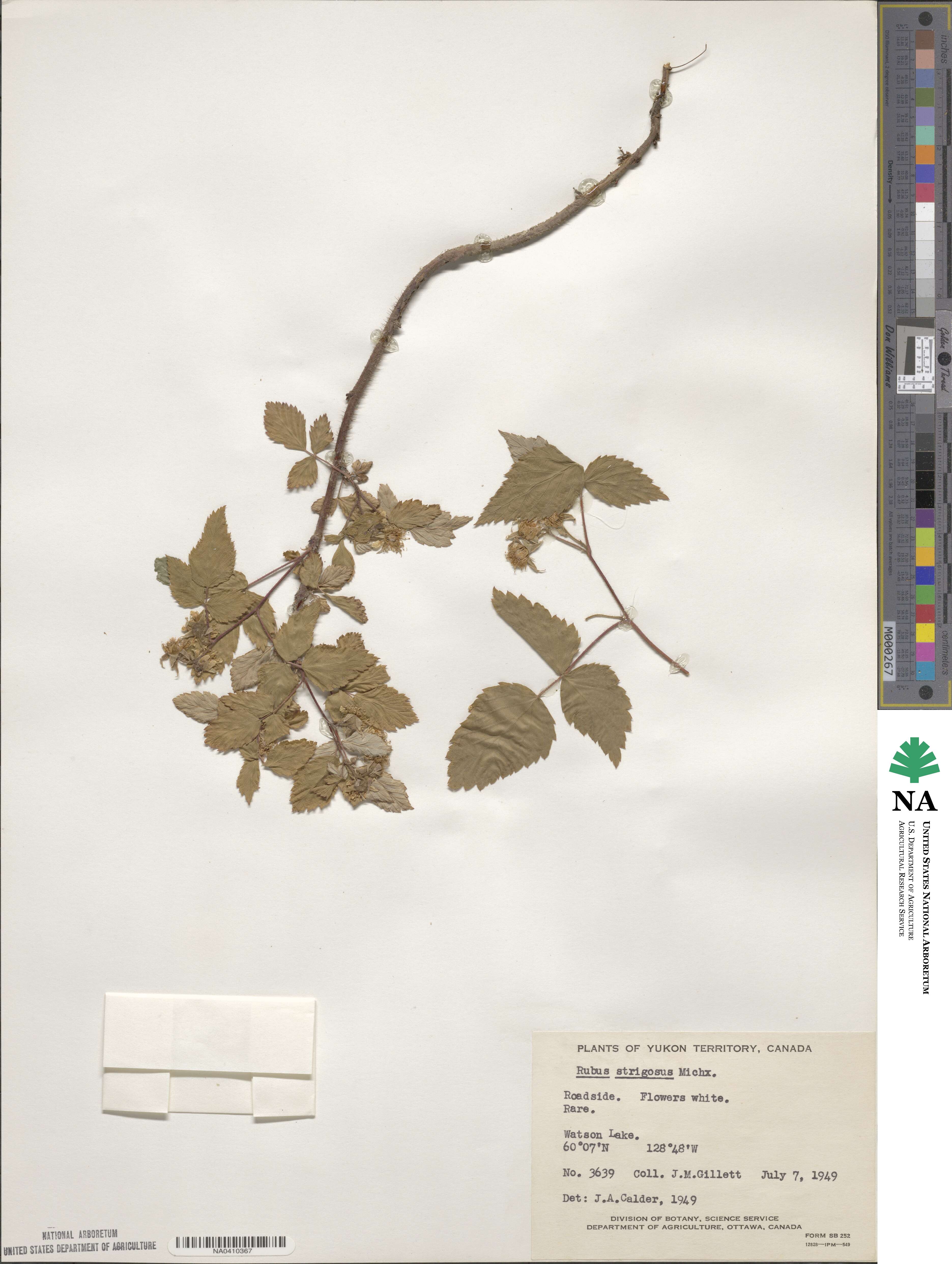 Rubus idaeus subsp. strigosus image