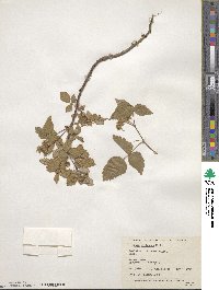 Rubus idaeus image