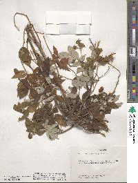 Rubus idaeus image