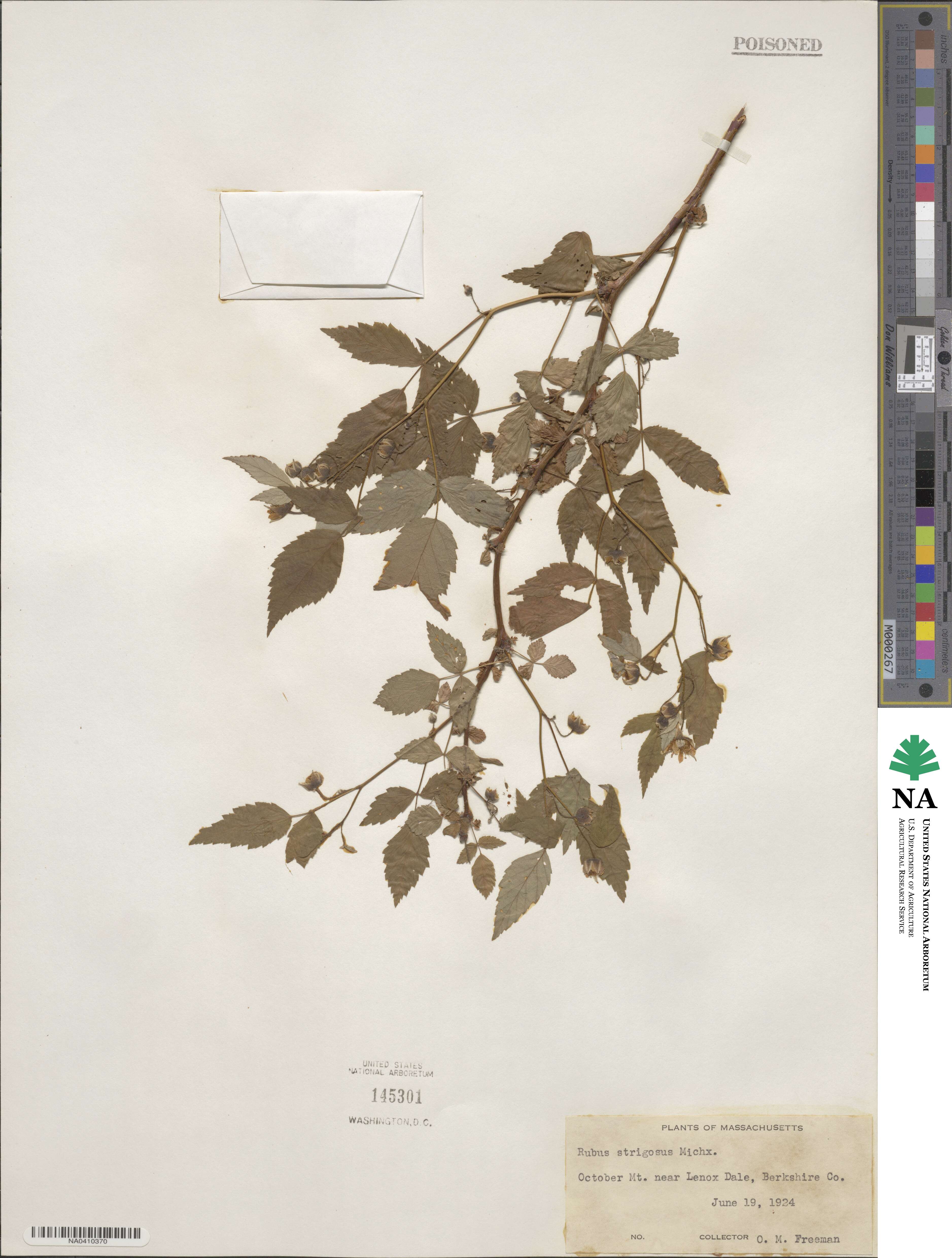 Rubus idaeus subsp. strigosus image