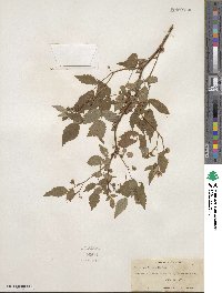 Rubus idaeus image