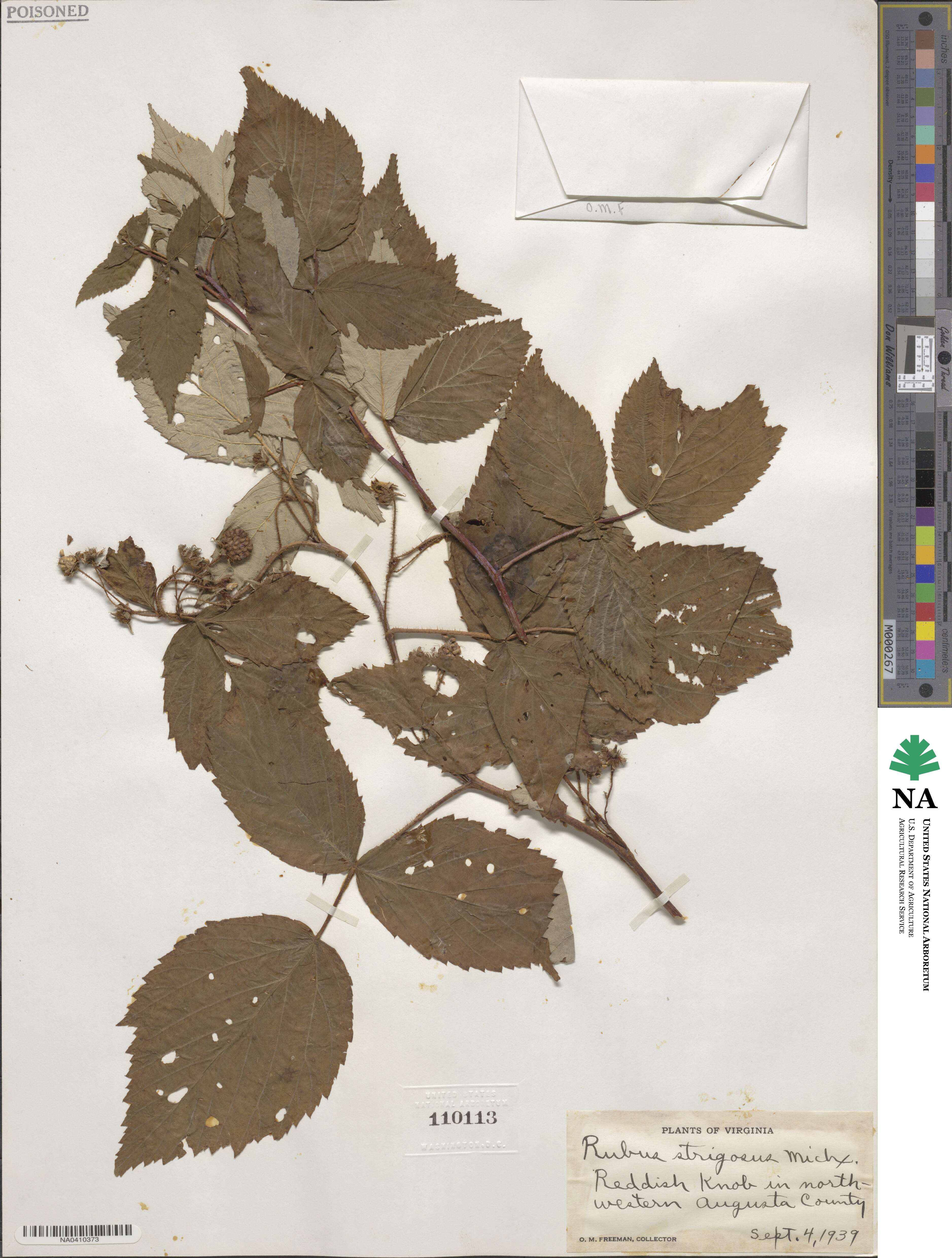 Rubus idaeus subsp. strigosus image