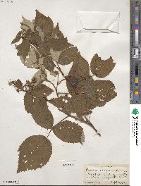 Rubus idaeus subsp. strigosus image