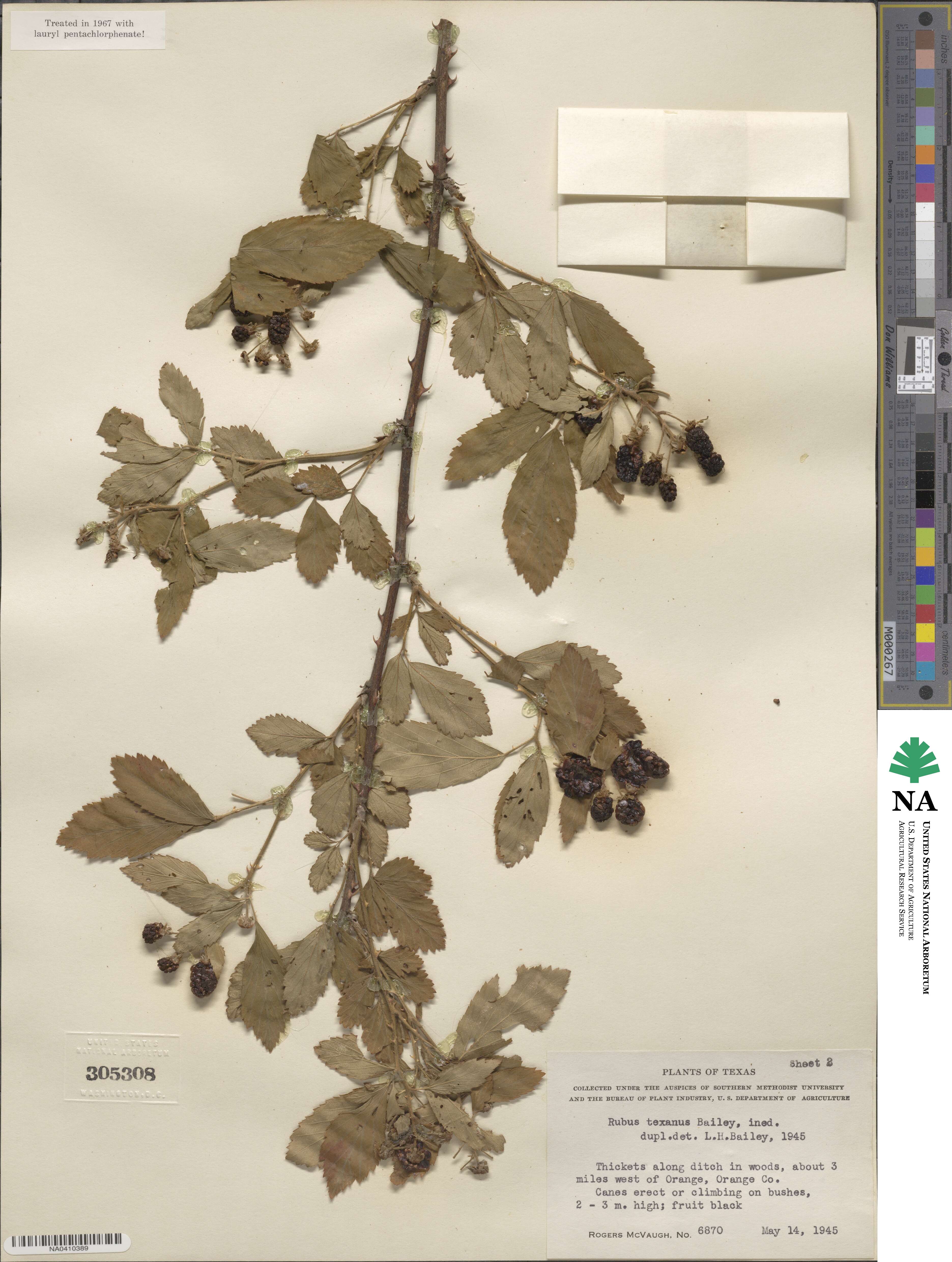 Rubus suus image