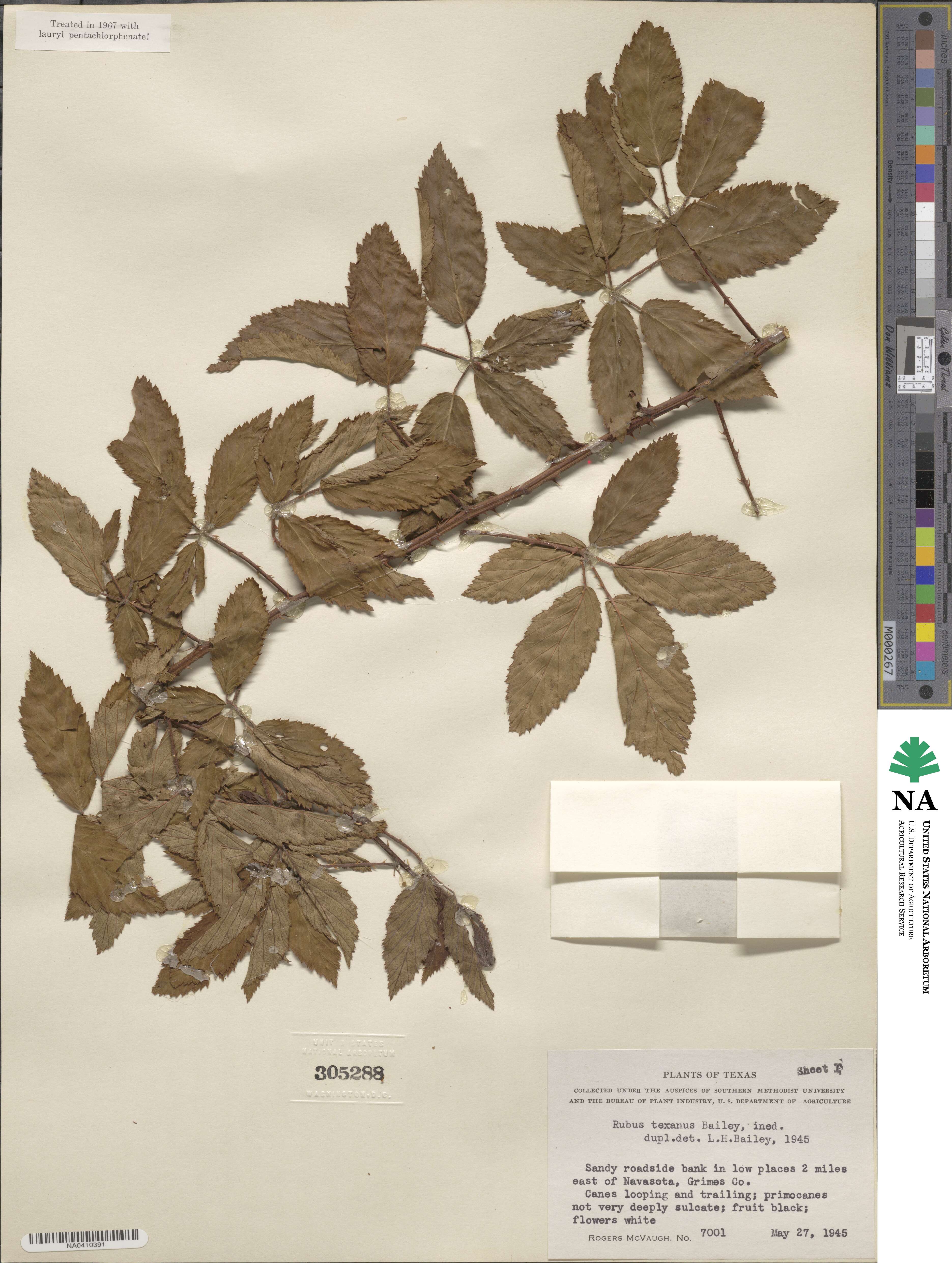 Rubus suus image