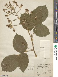 Rubus grabowskii image