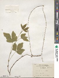 Rubus triflorus image