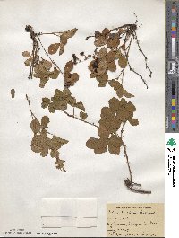 Rubus triflorus image