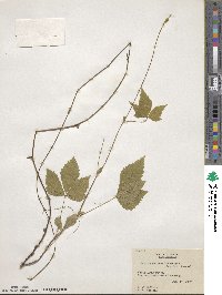 Rubus triflorus image