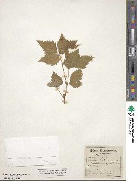 Rubus triflorus image