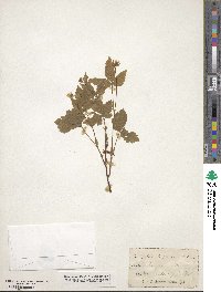 Rubus triflorus image