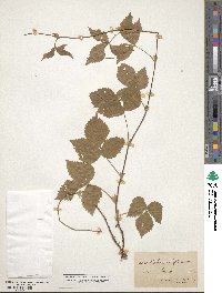 Rubus triflorus image