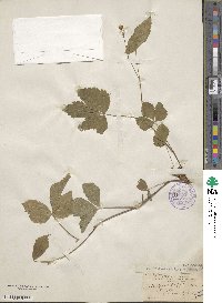 Rubus triflorus image