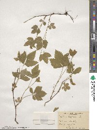 Rubus triflorus image