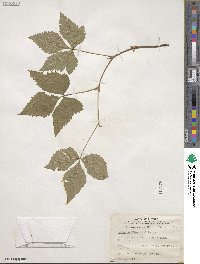 Rubus triflorus image