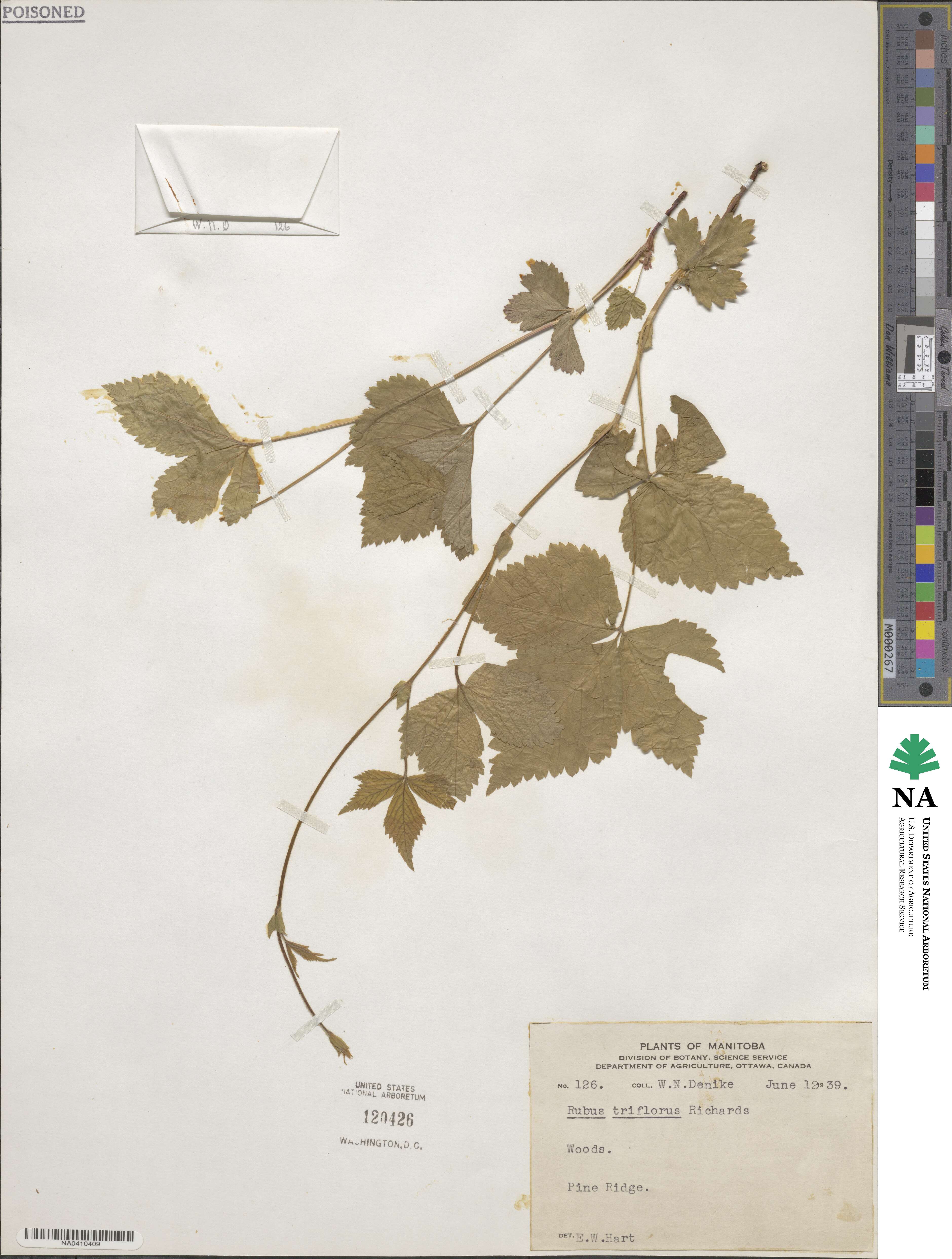 Rubus triflorus image